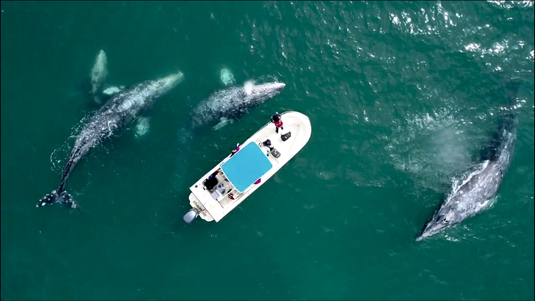캘리포니아계 귀신고래 3마리가 고래 탐사선 주변을 돌고 있다. 2018년 촬영 장면