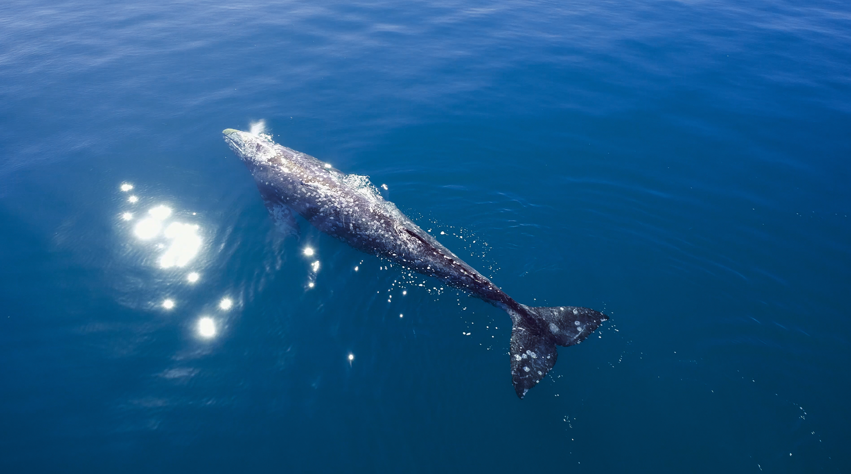 캘리포니아계 귀신고래가 물을 뿜고 있다. 아직 완전한 성채가 되지 않는 개체로 몸길이가 작고 몸에 붙은 따개비도 많지 않다.