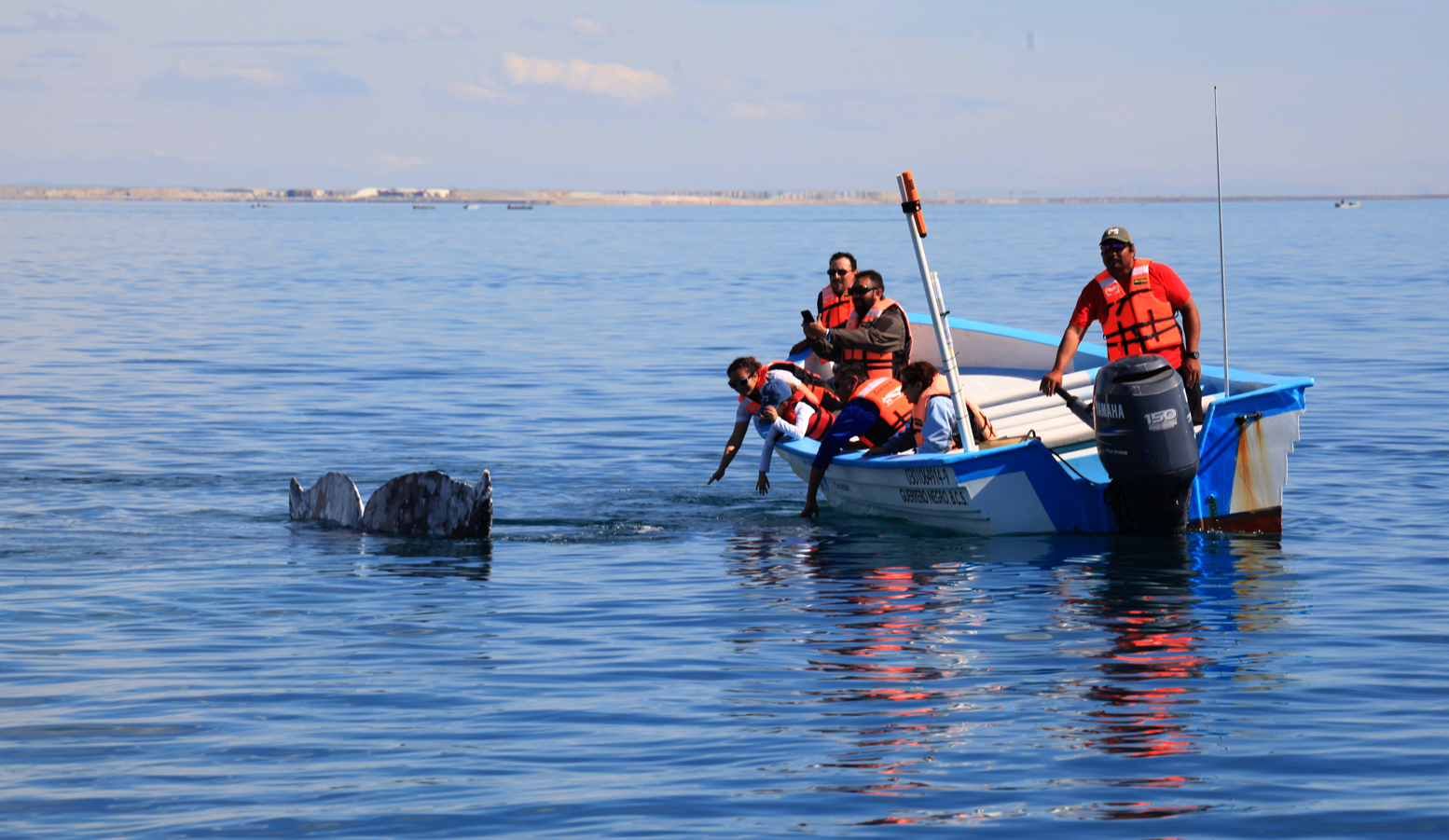 오호 데 리에브로 석호를 운영하는 고래 탐사선. 관광객들이 고래를 보고 즐거워하고 있다.