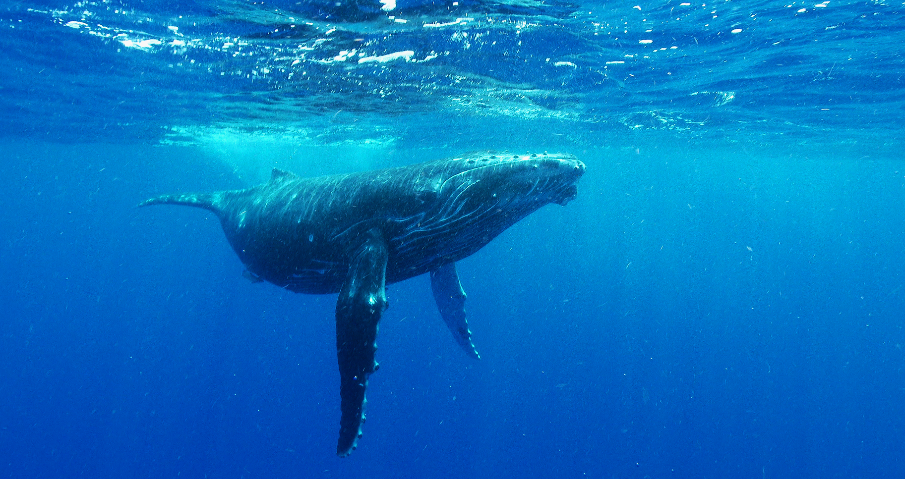 통가 바바우에서 만난 혹등고래
