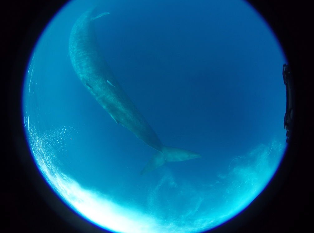 360 VR 카메라에 담긴 대왕고래