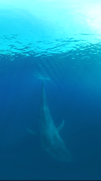 360VR 카메라에 담긴 대왕고래