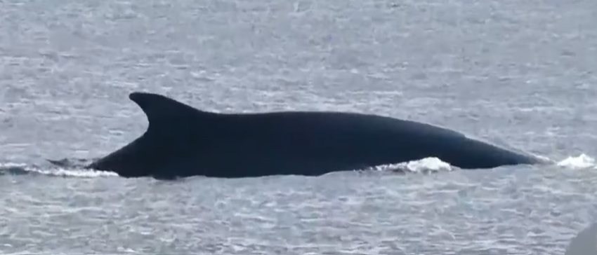 2022년 10월 경북 울진 앞바다에서 발견된 참고래