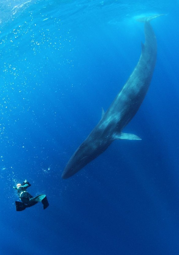 참고래. 자료출처: dannykesslerphotography.com