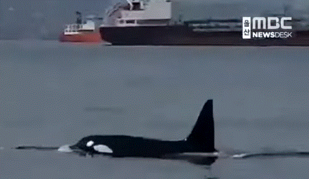 2022년11월21일 울산항에서 목격된 범고래. 대형선박 사이를 유영하고 있다.