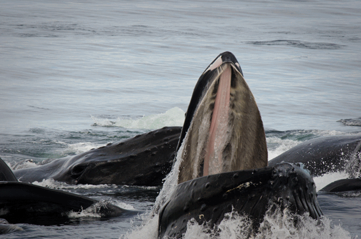 수염고래인 대왕고래. 출처:네이버