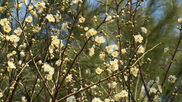 설 연휴 맑고 포근‥ 건조특보는 '역대 최장'