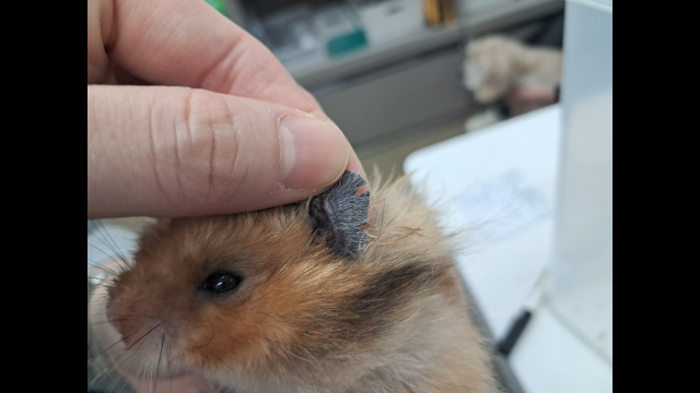 '햄스터 학대 생중계' 30대 검찰 송치