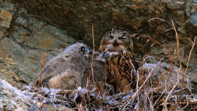 천연기념물 '수리부엉이' 가족 6마리 관찰