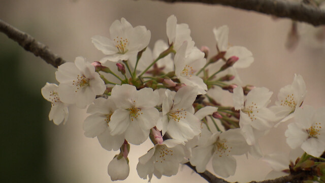 흐리고 저녁까지 비‥ 강한 바람 주의