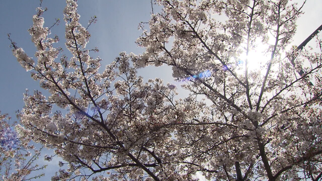 낮 최고 24.2도‥ 주말 일교차 큰 날씨