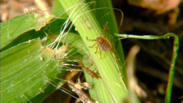 보건환경연구원, 감염병 진드기·병원체 감시