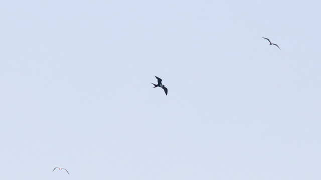 대왕암 앞바다서 희귀 열대 조류 '군함조' 포착